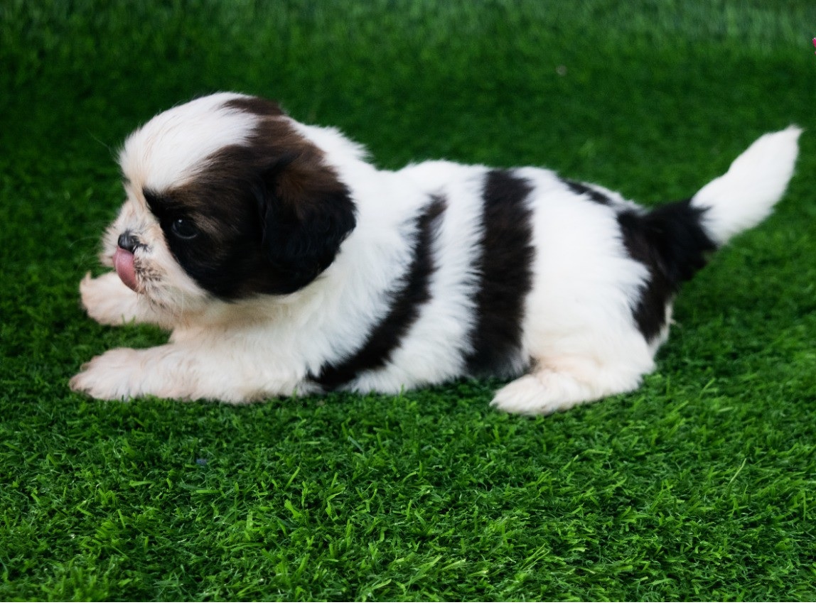 Shih Tzu